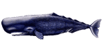 Bastelbogen Wal
